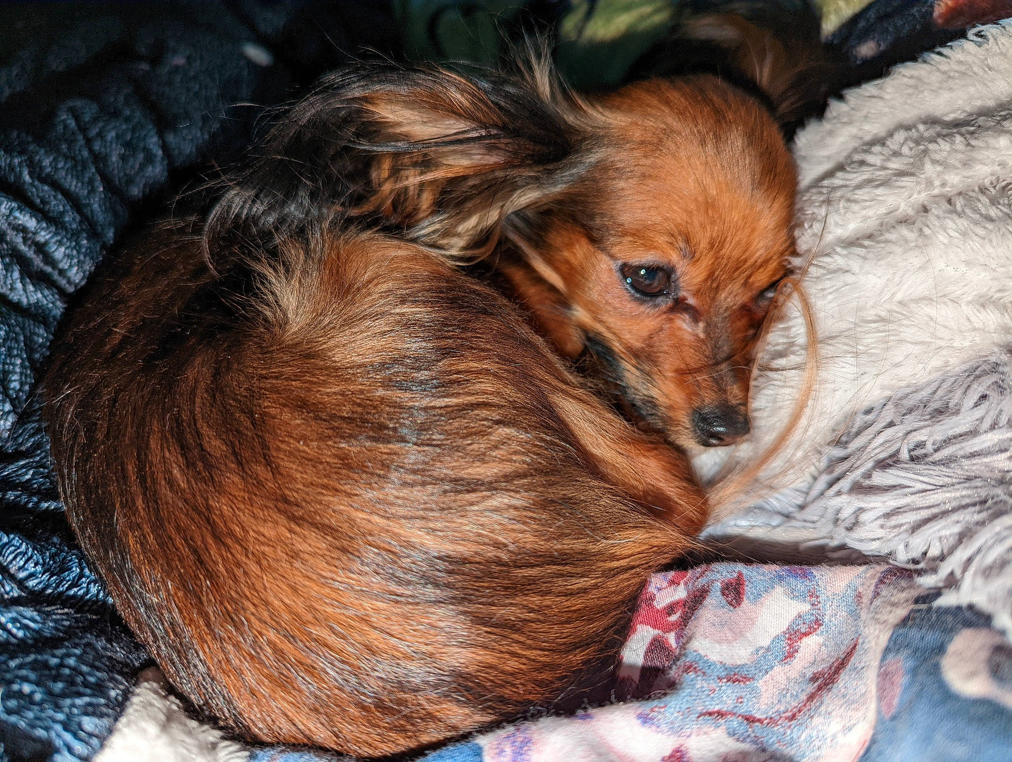 Smarties a rejoint le concours — aidez-le/la à gagner de superbes lots ! bed, bedtime, canidae, carnivore, comfort, companion_dog, dog, dog_breed, ear, fawn, felidae, fur, liver, nap, small_to_medium_sized_cats, snout, sporting_group, terrestrial_animal, toy_dog, whiskers