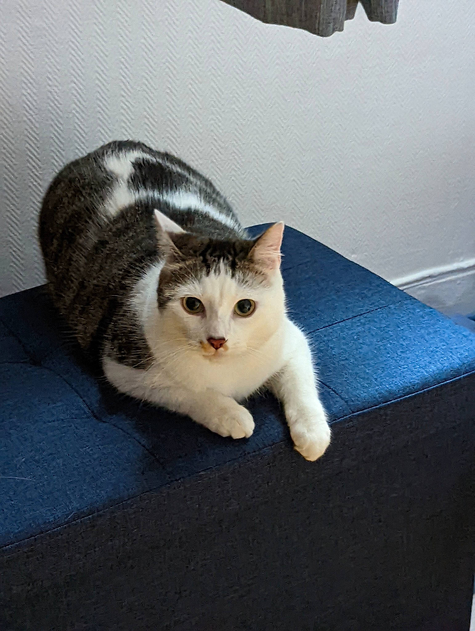 Sunshine a rejoint le concours — aidez-le/la à gagner de superbes lots ! box, carnivore, cat, comfort, couch, domestic_short_haired_cat, felidae, flooring, foot, fur, grey, hardwood, metal, paw, sitting, small_to_medium_sized_cats, snout, tail, whiskers, wood