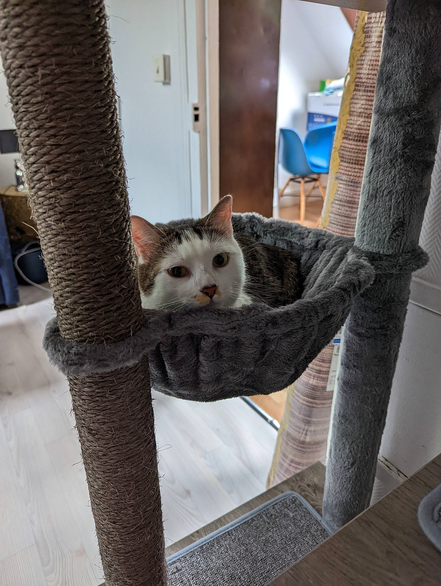 Sunshine a rejoint le concours — aidez-le/la à gagner de superbes lots ! carnivore, cat, chair, domestic_short_haired_cat, door, fawn, felidae, grey, hardwood, interior_design, room, shelf, small_to_medium_sized_cats, snout, tableware, tail, textile, whiskers, window, wood