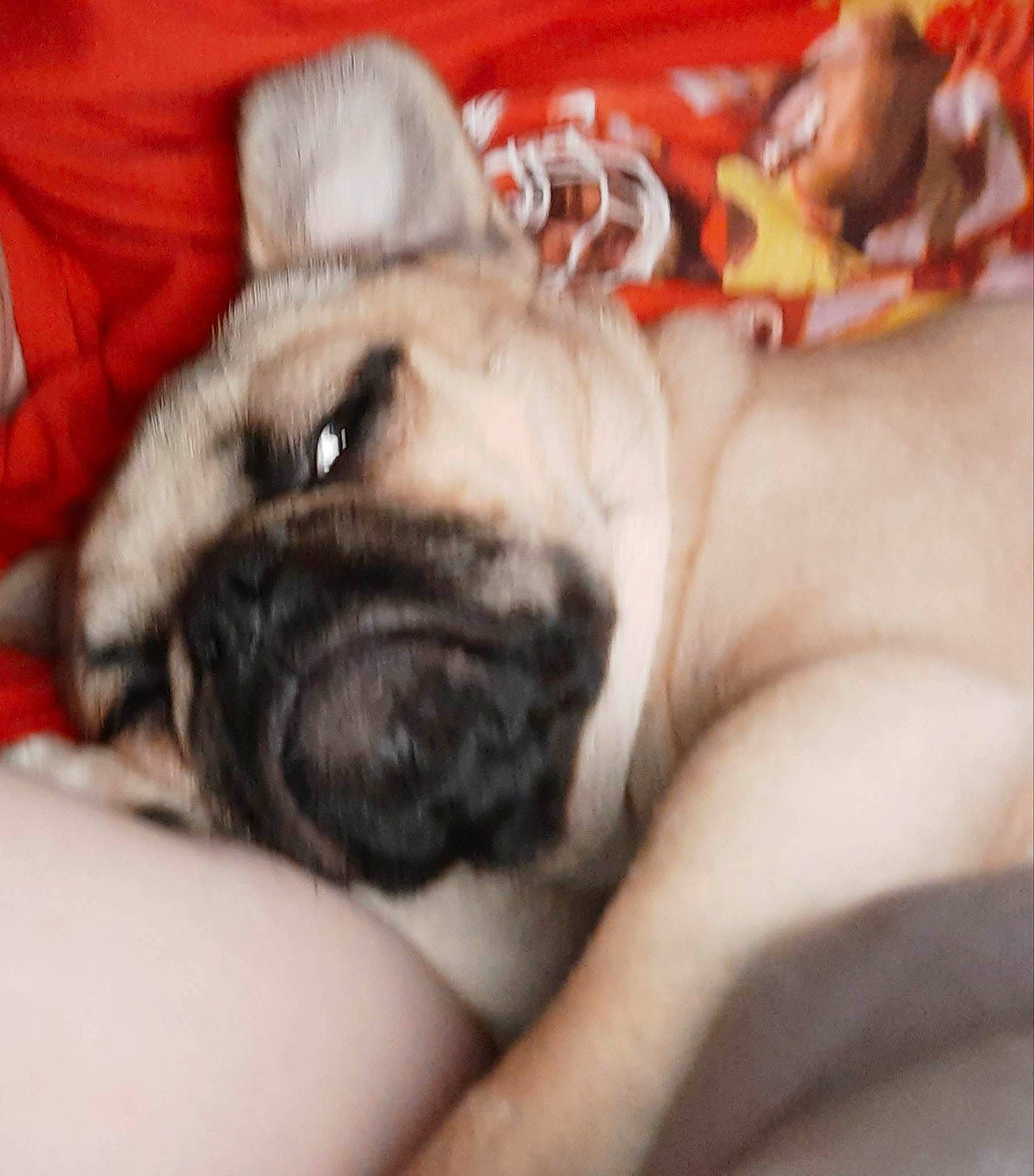 Chief joined the competition — help win amazing prizes! cameras_optics, carnivore, comfort, companion_dog, dog, dog_breed, fawn, felidae, fur, linens, paw, pug, puppy_love, snout, sporting_group, terrestrial_animal, toy_dog, whiskers, working_animal, wrinkle