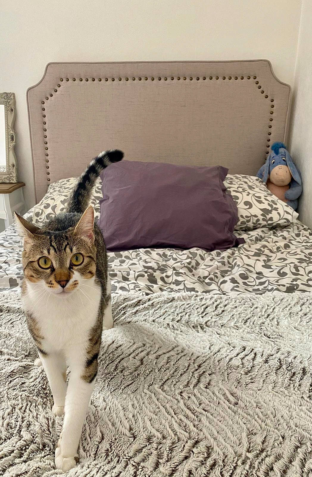 Pita a rejoint le concours — aidez-le/la à gagner de superbes lots ! bedding, carnivore, cat, comfort, domestic_short_haired_cat, door, fawn, felidae, floor, flooring, grey, hardwood, linens, pillow, plant, small_to_medium_sized_cats, tail, textile, whiskers, wood