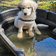 Rex joined the competition — help win amazing prizes! animal_portrait, autumn, backyard, black_collar, centered_subject, cute, dog, fluffy, leaves, outdoor, pet, puppy, reflection, sitting, sunlight, trough, water, wet_paws, white_fur, wire_fence