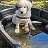 animal_portrait, autumn, backyard, black_collar, centered_subject, cute, dog, fluffy, leaves, outdoor, pet, puppy, reflection, sitting, sunlight, trough, water, wet_paws, white_fur, wire_fence