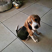 Balto participe au concours pour gagner de l'argent avec cette photo : beagle, puppy, dog, pet, animal, sitting, portrait, face, eyes, floppy_ears, brown_fur, white_fur, black_fur, tile_floor, indoor, dog_bed, shoes, furniture, home, cute