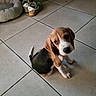 beagle, puppy, dog, pet, animal, sitting, portrait, face, eyes, floppy_ears, brown_fur, white_fur, black_fur, tile_floor, indoor, dog_bed, shoes, furniture, home, cute