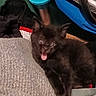 Black Boy joined the competition — help win amazing prizes! black_kitten, cat, yawning, wide_eyes, fur, pet, indoor, fabric, textured_surface, beige, colorful, blue, red, background, animal, cute, small, feline, resting, closeup