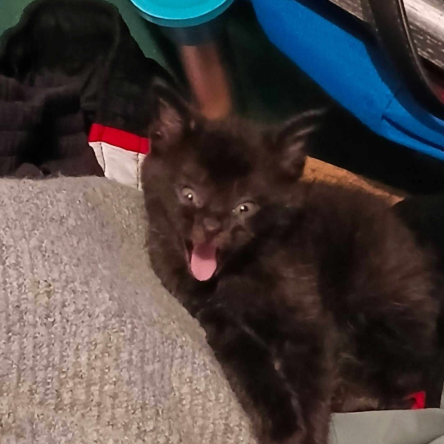 Black Boy joined the competition — help win amazing prizes! black_kitten, cat, yawning, wide_eyes, fur, pet, indoor, fabric, textured_surface, beige, colorful, blue, red, background, animal, cute, small, feline, resting, closeup