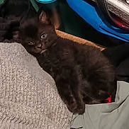 Black Boy is registered to the contest to win money with this photo: kitten, black_cat, sleepy, resting, blanket, clothing, fabric, indoor, pet, animal, cute, fur, small, cozy, texture, soft, relaxed, lying_down, home, comfort