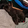 kitten, black_cat, sleepy, resting, blanket, clothing, fabric, indoor, pet, animal, cute, fur, small, cozy, texture, soft, relaxed, lying_down, home, comfort
