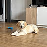Baloo participe au concours pour gagner de l'argent avec cette photo : blue_toy, brown_ears, cabinet, chew_toy, cream_fur, dog, eyes, face, fluffy, golden_retriever, home, indoor, lying_down, nose, paws, portrait, puppy, webcam, white_fur, wooden_floor