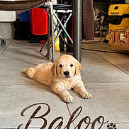Baloo a rejoint le concours — aidez-le/la à gagner de superbes lots ! puppy, golden_retriever, dog, indoor, floor, tile, chair, furniture, pet, cute, animal, resting, laying_down, young, domestic, household, cozy, brown, yellow, name_overlay