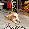 puppy, golden_retriever, dog, indoor, floor, tile, chair, furniture, pet, cute, animal, resting, laying_down, young, domestic, household, cozy, brown, yellow, name_overlay