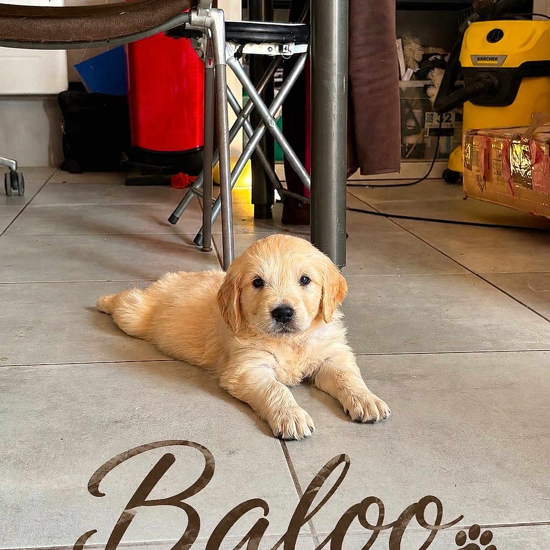 Baloo