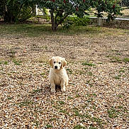 Baloo participe au concours pour gagner de l'argent avec cette photo : animal, backyard, cream_colored, dog, fluffy, furry, garden, golden_retriever, grass, gravel, leaves, outdoors, pebbles, pet, portrait, puppy, red_berries, sitting, sunlight, tree