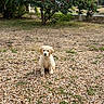 animal, backyard, cream_colored, dog, fluffy, furry, garden, golden_retriever, grass, gravel, leaves, outdoors, pebbles, pet, portrait, puppy, red_berries, sitting, sunlight, tree