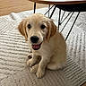 canine, carpet, chair, coffee_table, cream_coat, dog, fluffy, furniture, golden_retriever, happy, home, indoors, pet, portrait, puppy, rug, sitting, smiling, water_glass, wood_floor