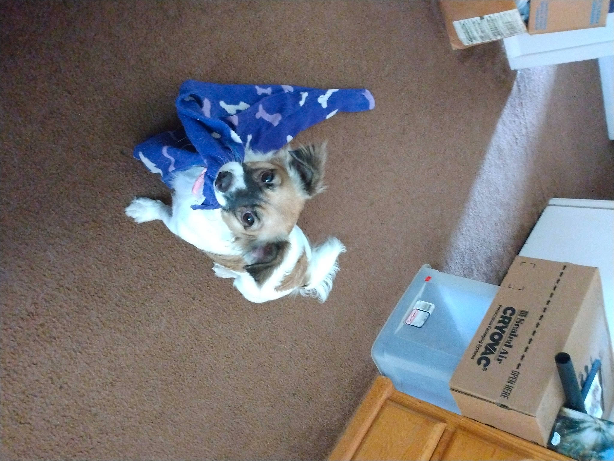 Lindy is registered to the contest to win money with this photo: canidae, carnivore, companion_dog, desk, dog, dog_breed, dog_supply, electric_blue, fawn, flooring, fur, hardwood, office_supplies, pet_supply, shipping_box, sporting_group, tail, toy_dog, wood, working_animal