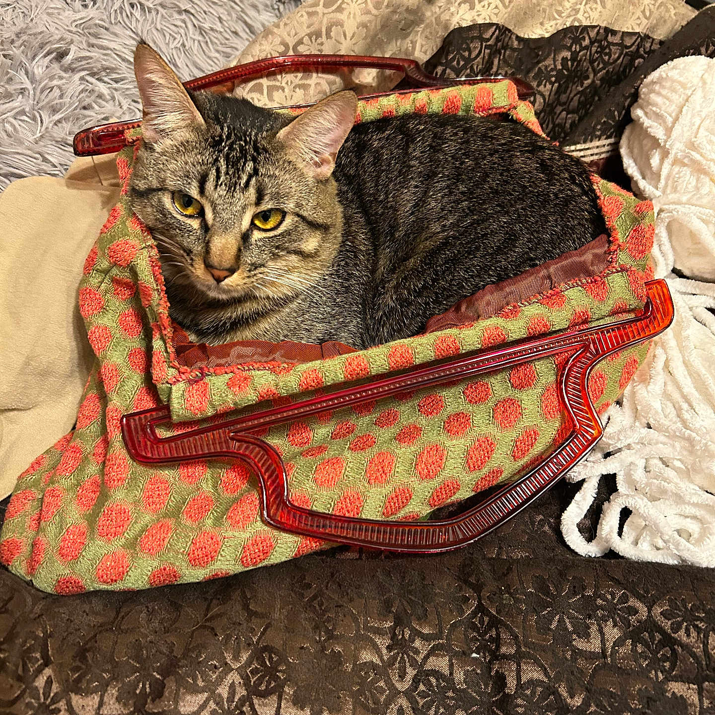 Shadow is registered to the contest to win money with this photo: abyssinian, accessories, animal, bag, baggage, basket, bed, blanket, canine, cat, couch, furniture, handbag, homedecor, kitten, linen, manx, pet, purse, quilt