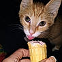 cat, kitten, ice_cream, cone, hand, feline, licking, orange_cat, white_fur, pink_tongue, whiskers, close_up, dark_background, nail_art, human_hand, pet, cute, animal, food, dessert