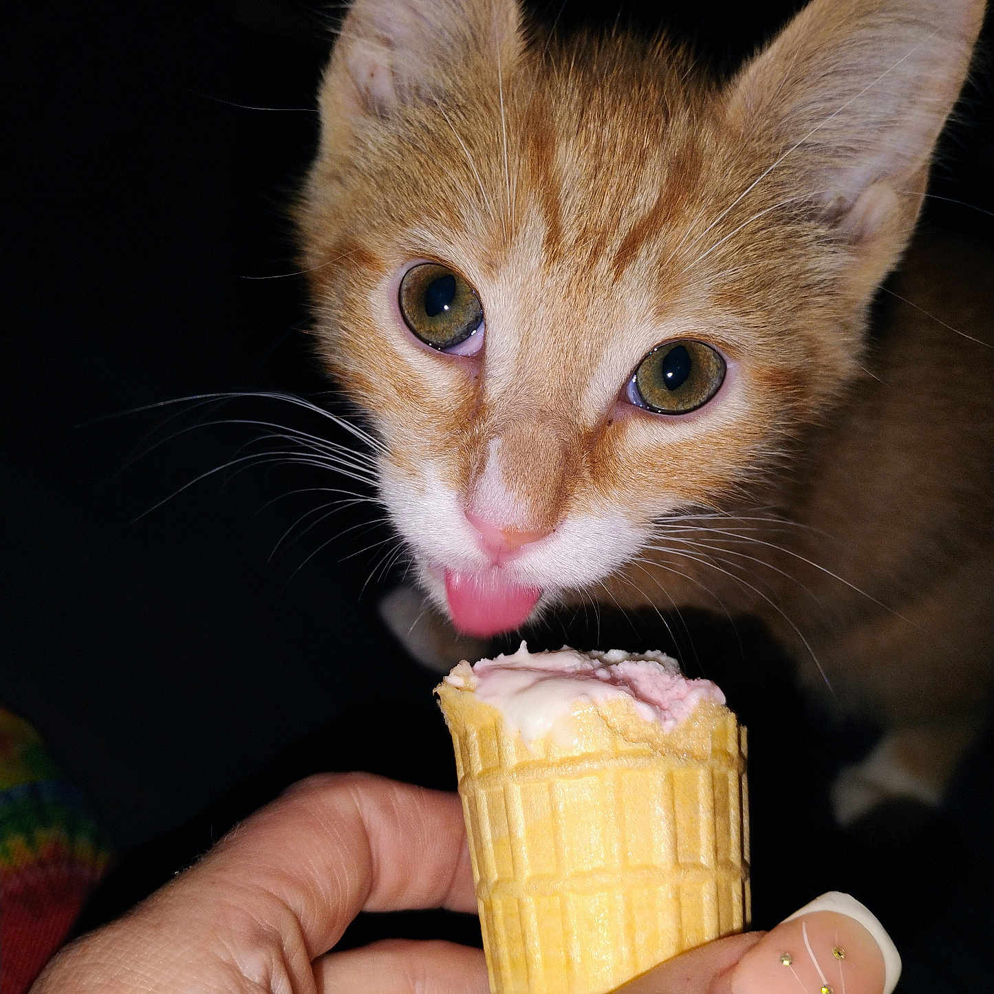 Dracco joined the competition — help win amazing prizes! animal, cat, close_up, cone, cute, dark_background, dessert, feline, food, hand, human_hand, ice_cream, kitten, licking, nail_art, orange_cat, pet, pink_tongue, whiskers, white_fur