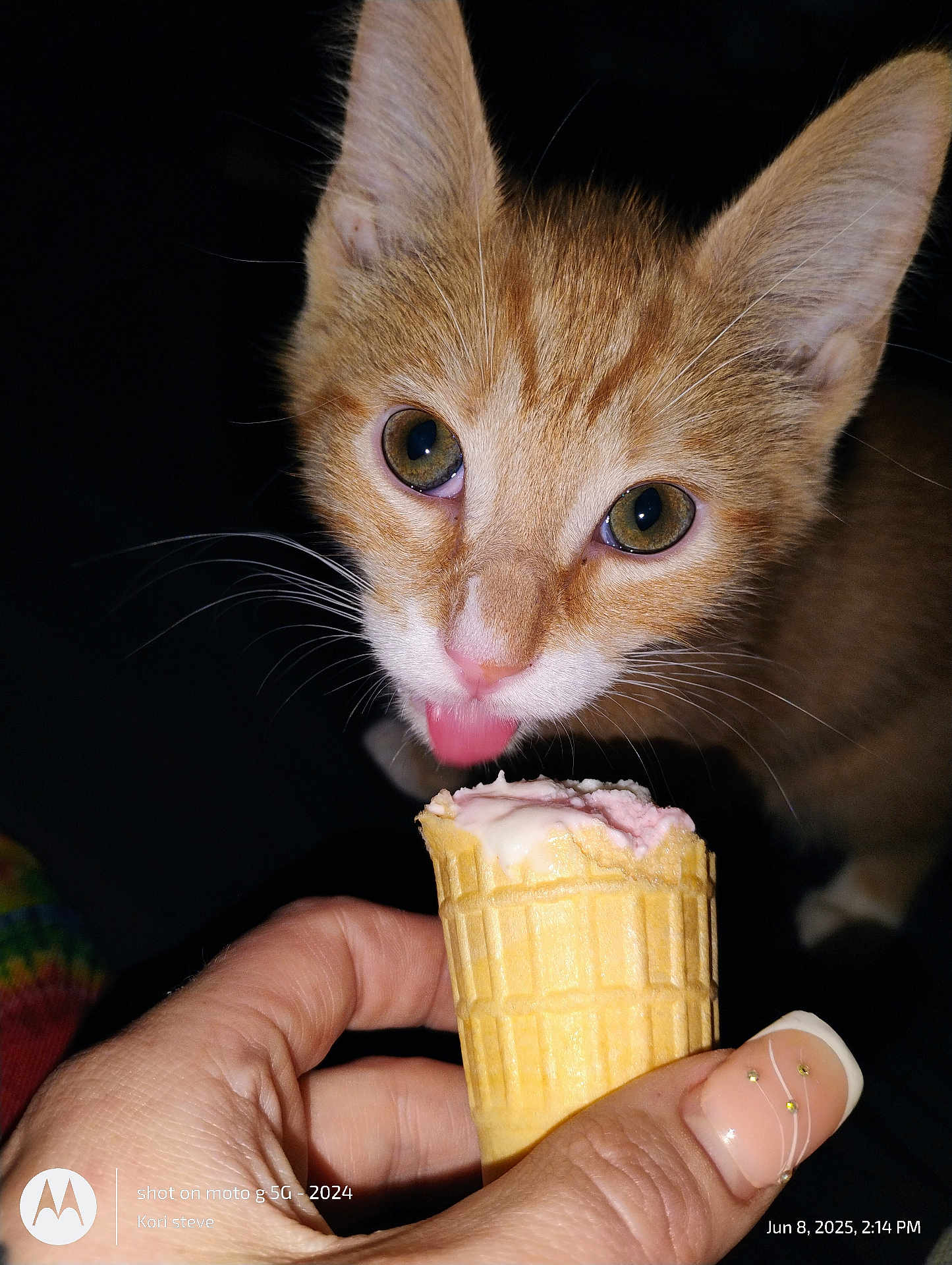 Dracco joined the competition — help win amazing prizes! cat, kitten, ice_cream, cone, hand, feline, licking, orange_cat, white_fur, pink_tongue, whiskers, close_up, dark_background, nail_art, human_hand, pet, cute, animal, food, dessert