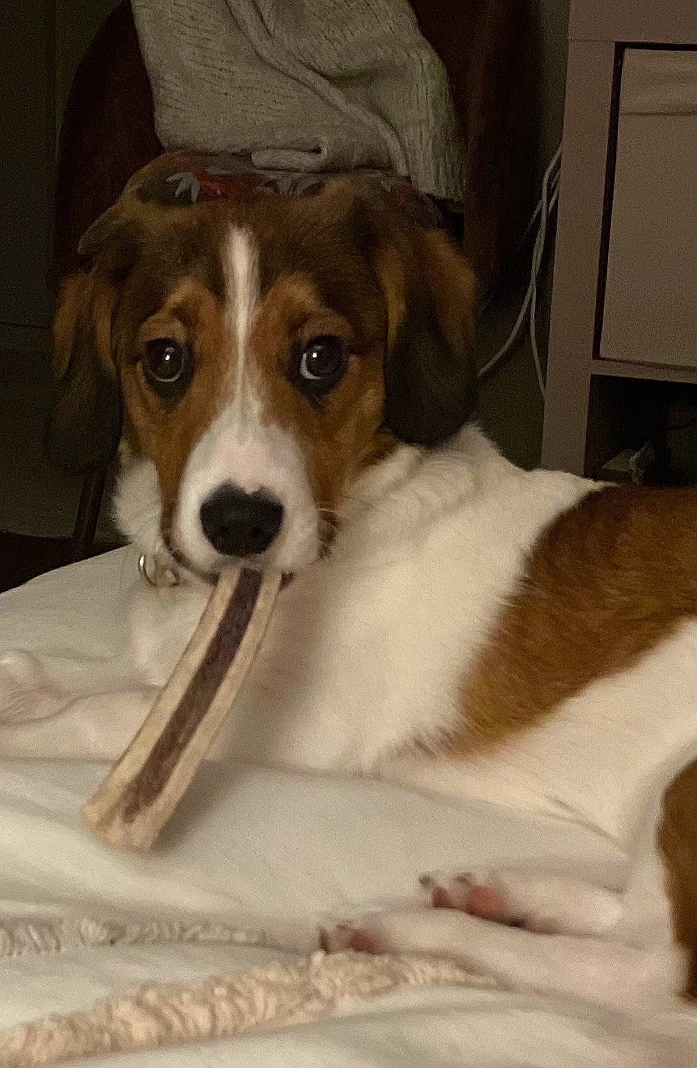 Yoda participe au concours pour gagner de l'argent avec cette photo : beaglier, canidae, carnivore, chair, companion_dog, dog, dog_breed, fur, hound, hunting_dog, irishjacks, scent_hound, serveware, snout, sporting_group, terrestrial_animal, terrier, whiskers, working_animal, working_dog