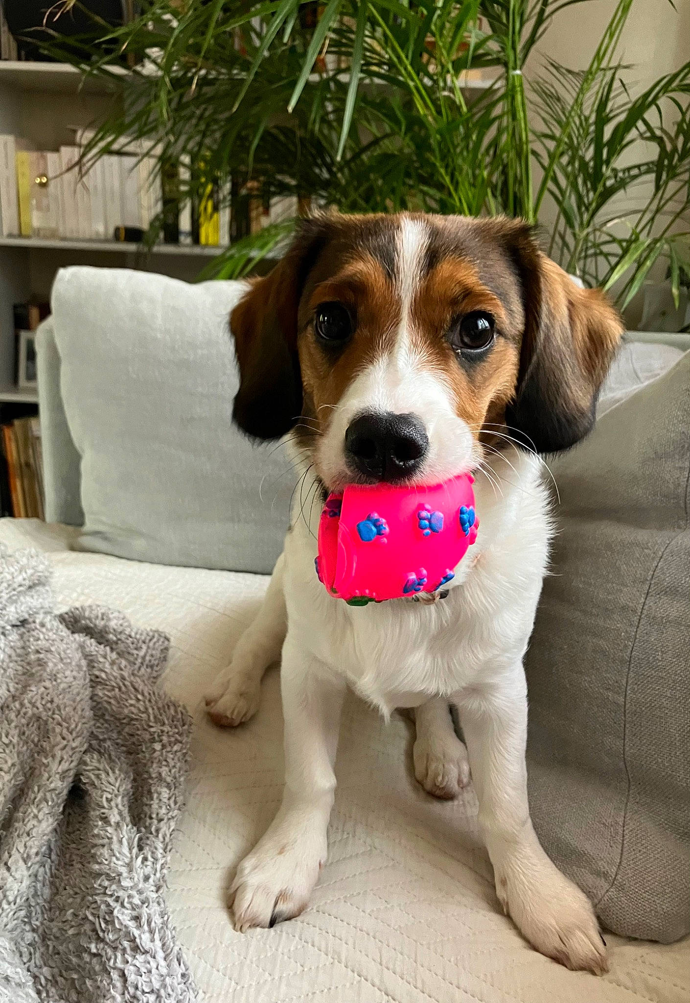 Yoda a rejoint le concours — aidez-le/la à gagner de superbes lots ! beagle, beagle_harrier, beaglier, carnivore, chair, collar, companion_dog, dog, dog_breed, dog_collar, dog_supply, fawn, hound, houseplant, pet_supply, plant, shelf, snout, sporting_group, working_animal