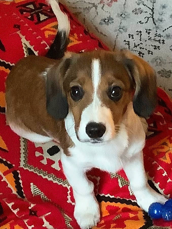 Yoda a rejoint le concours — aidez-le/la à gagner de superbes lots ! beaglier, canidae, carnivore, collar, companion_dog, dog, dog_breed, dog_supply, flooring, fur, hound, pattern, sporting_group, toy_dog, working_animal