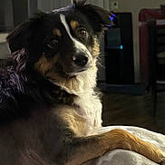 Mocha is registered to the contest to win money with this photo: dog, tricolor, indoor, pet, fur, blanket, curious, relaxed, portrait, animal, canine, soft_lighting, household, companion, cute, furry, laying, domestic, friendly, mammal