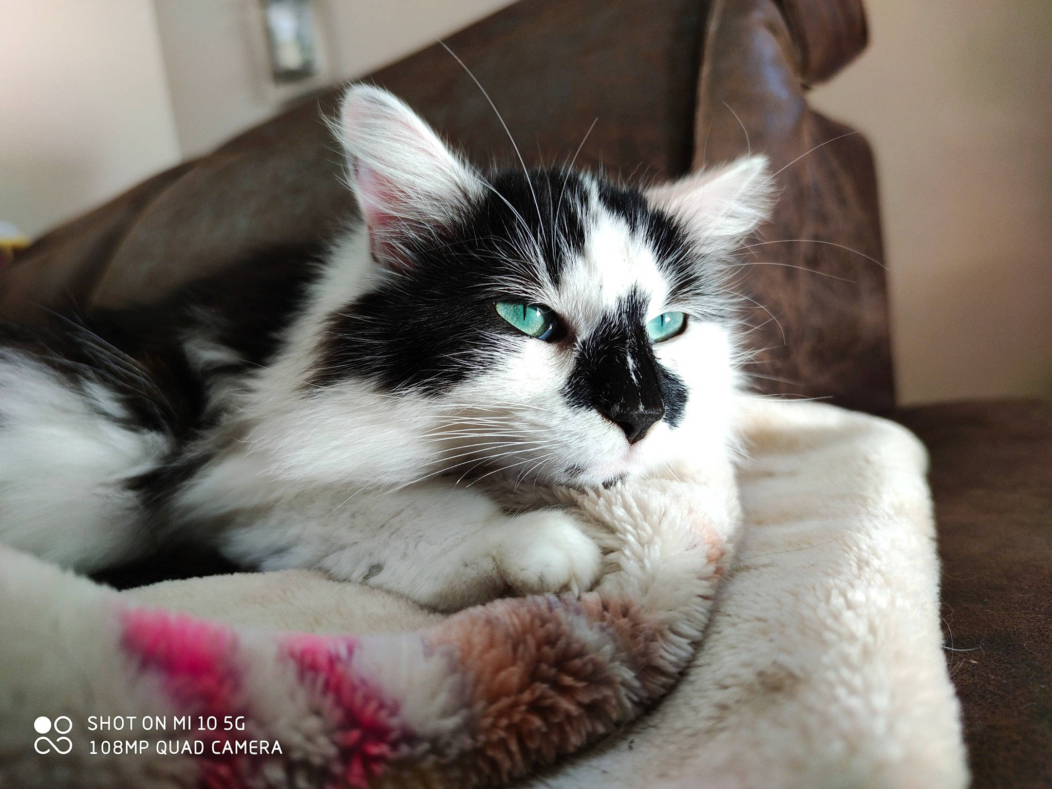 Paille a rejoint le concours — aidez-le/la à gagner de superbes lots ! carnivore, cat, cat_furniture, claw, comfort, domestic_short_haired_cat, eyelash, felidae, foot, fur, paw, sitting, small_to_medium_sized_cats, snout, tail, whiskers, window