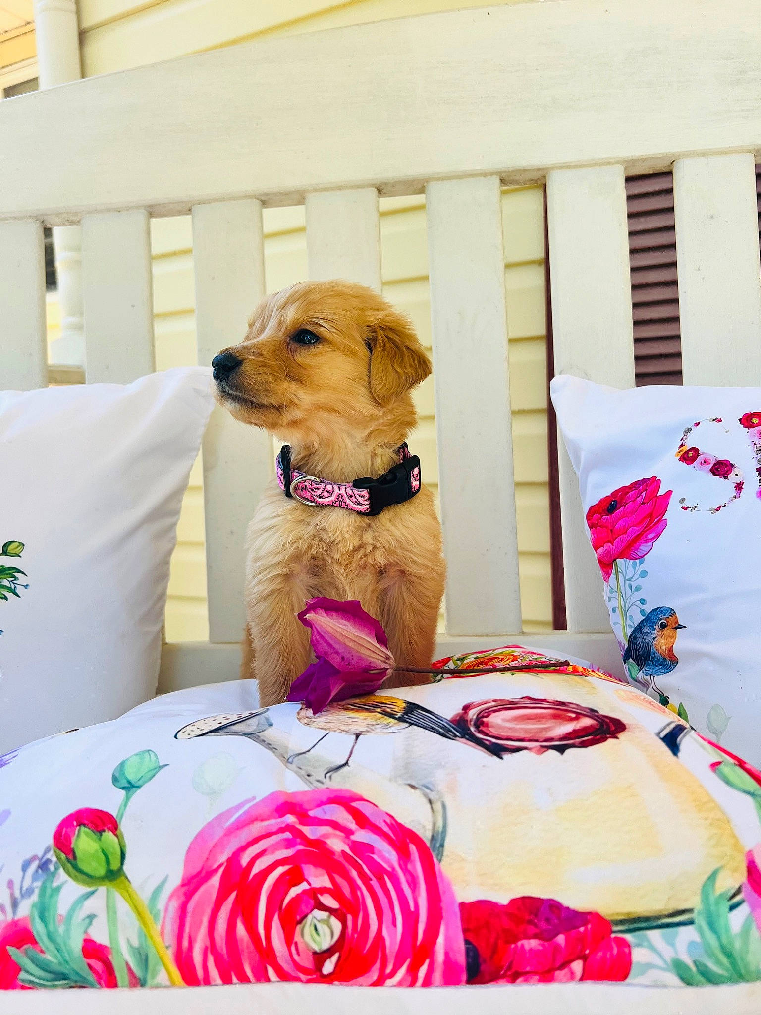 Buttons is registered to the contest to win money with this photo: bed, carnivore, comfort, companion_dog, dog, dog_breed, dog_supply, fawn, linens, magenta, pet_supply, pillow, room, rose, sporting_group, table, textile, toy, wood, working_animal