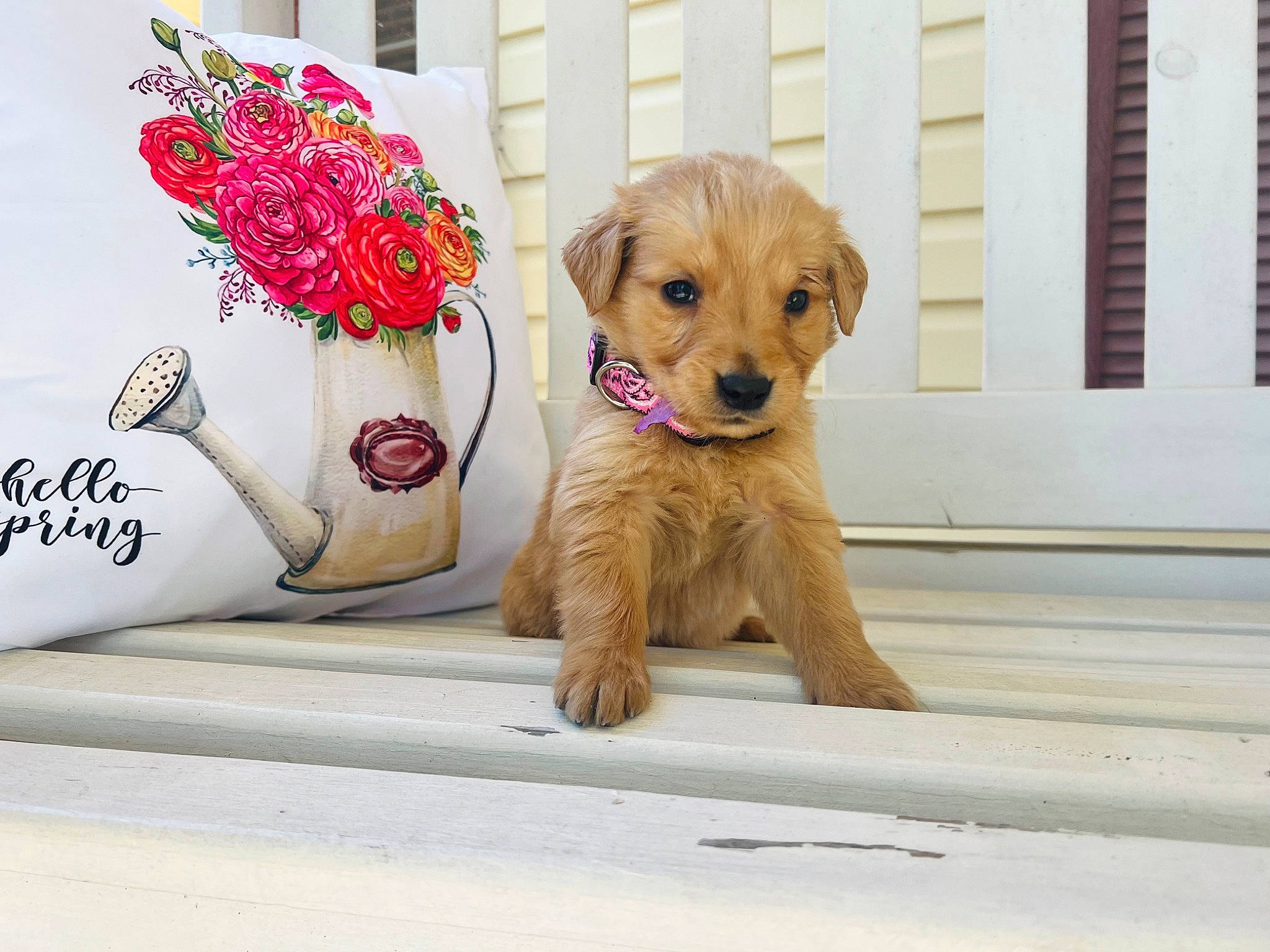 Buttons joined the competition — help win amazing prizes! canidae, carnivore, companion_dog, dog, dog_breed, dog_clothes, dog_collar, dog_supply, fawn, firefighter, flower, fur, pet_supply, petal, rose, sporting_group, stuffed_toy, toy, toy_dog, working_animal