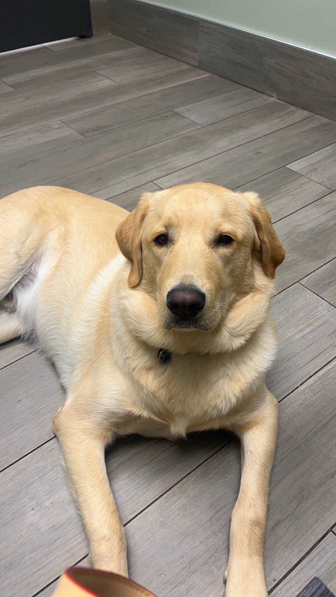 Scout is registered to the contest to win money with this photo: canidae, carnivore, companion_dog, dog, dog_breed, fawn, flooring, hardwood, labrador_retriever, paw, plank, plant, snout, sporting_group, tail, whiskers, wood, working_animal