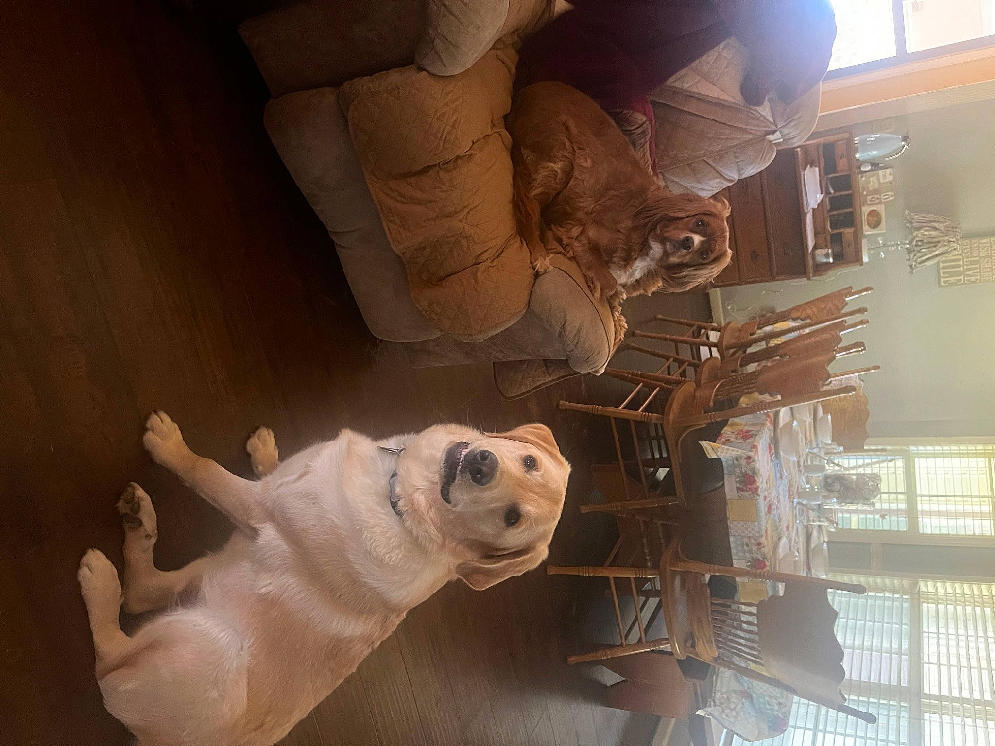 Scout is registered to the contest to win money with this photo: art, companion_dog, flooring, fur, human_leg, metal, room, sculpture, statue, toy, visual_arts, wood