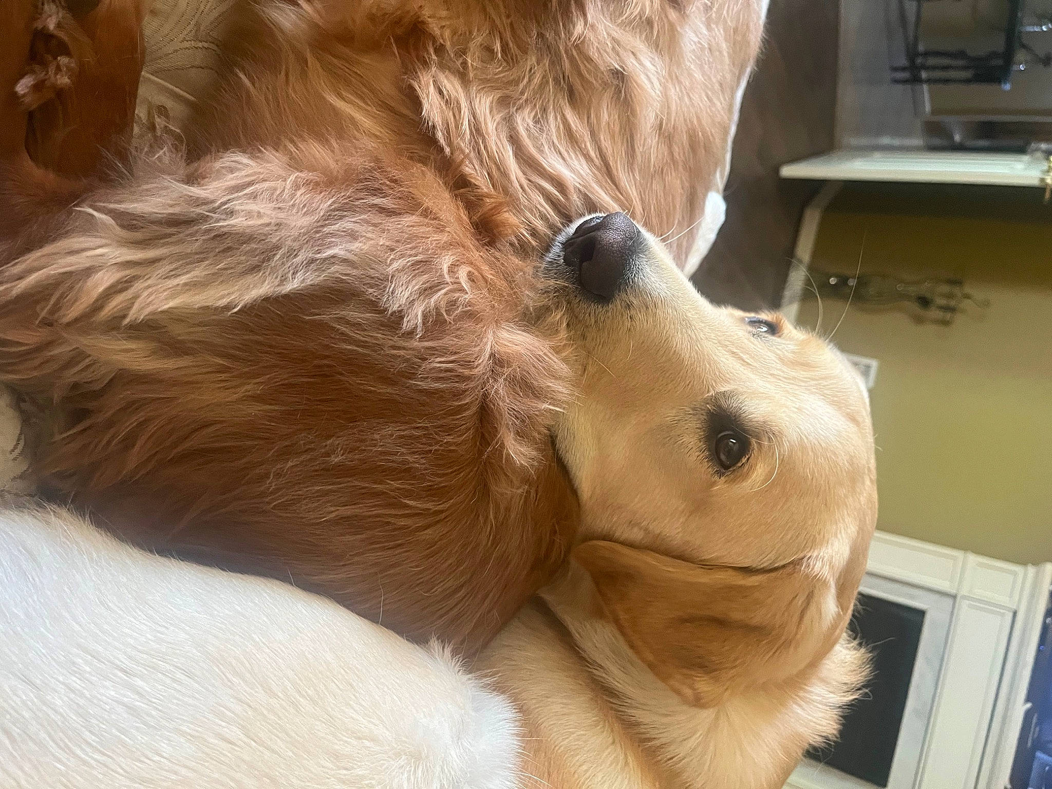 Scout joined the competition — help win amazing prizes! canidae, carnivore, claw, companion_dog, dog, dog_breed, fawn, felidae, fur, home_appliance, kitchen_appliance, lion, liver, paw, shetland_sheepdog, sporting_group, television, terrestrial_animal, whiskers, wood