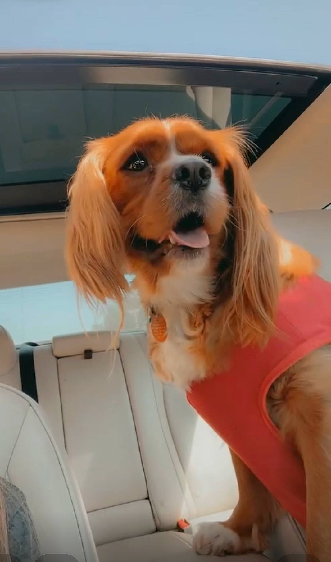 Chase joined the competition — help win amazing prizes! auto_part, blond, canidae, car_seat_cover, carnivore, companion_dog, dog, dog_breed, dog_supply, eyewear, fawn, fur, home_appliance, human_leg, snout, sporting_group, television, thigh, toy_dog, vehicle_door