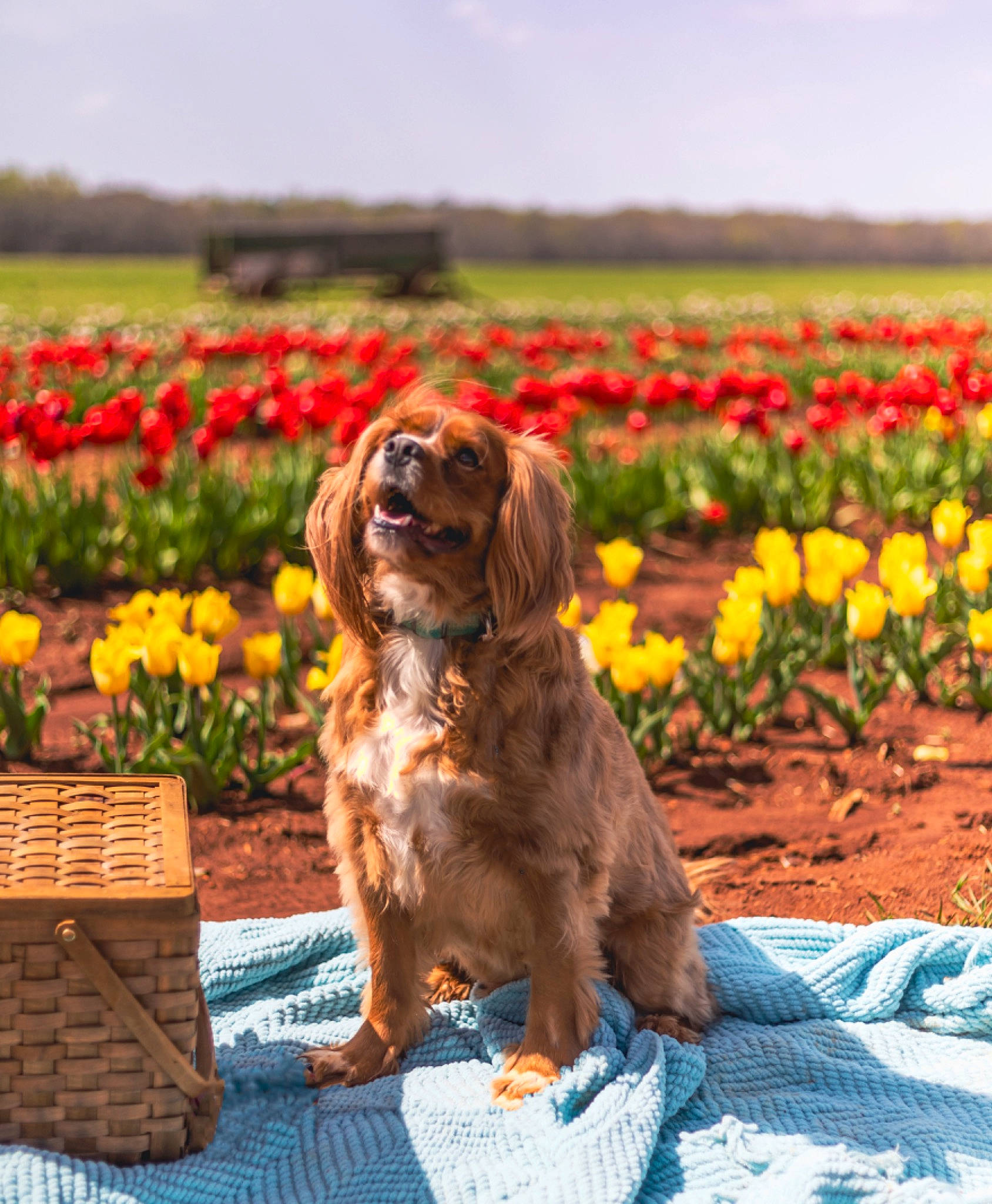 Chase is registered to the contest to win money with this photo: agriculture, carnivore, companion_dog, dog, dog_breed, fawn, flower, grass, grassland, gun_dog, leisure, liver, outdoor_bench, outdoor_furniture, petal, plant, sky, sporting_group, wood, working_animal