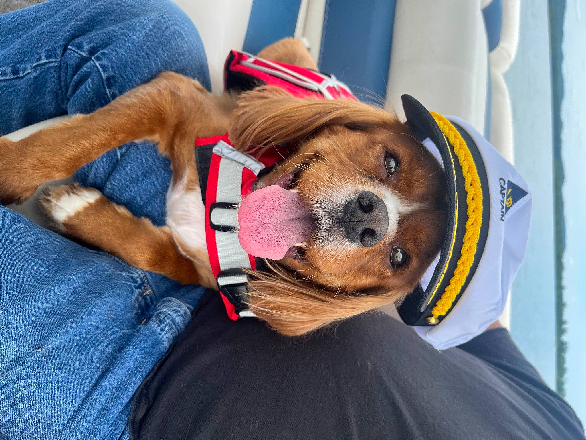 Chase is registered to the contest to win money with this photo: animal_sports, canidae, carnivore, collar, companion_dog, dog, dog_breed, dog_clothes, dog_collar, dog_supply, fashion_accessory, fawn, fur, hat, human_leg, leash, personal_protective_equipment, snout, sporting_group, working_animal
