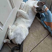 Samantha is registered to the contest to win money with this photo: cat, pet, tile_floor, door, towel, tail, green_eyes, relaxed, indoor, lounging, looking_up, white_fur, gray_fur, paws, curled_tail, home_interior, screen_door, blanket, slipper, photobomb
