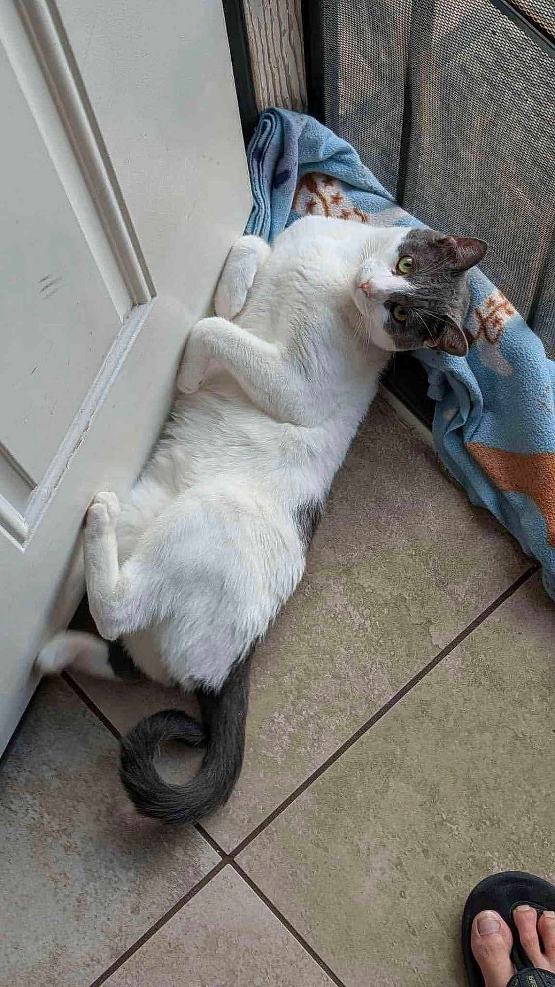 Samantha is registered to the contest to win money with this photo: cat, pet, tile_floor, door, towel, tail, green_eyes, relaxed, indoor, lounging, looking_up, white_fur, gray_fur, paws, curled_tail, home_interior, screen_door, blanket, slipper, photobomb