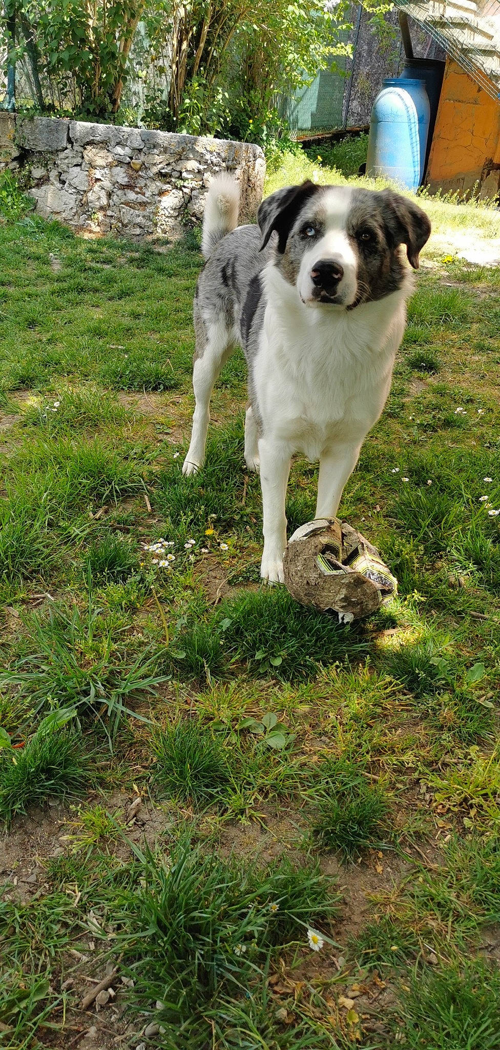 Luky participe au concours pour gagner de l'argent avec cette photo : australian_shepherd, border_collie, canidae, carnivore, carpathian_shepherd_dog, companion_dog, dog, dog_breed, grass, herding_dog, mammal, miniature_australian_shepherd, rafeiro_do_alentejo, rare_breed_dog, sporting_group, stabyhoun, tornjak, vertebrate, working_dog