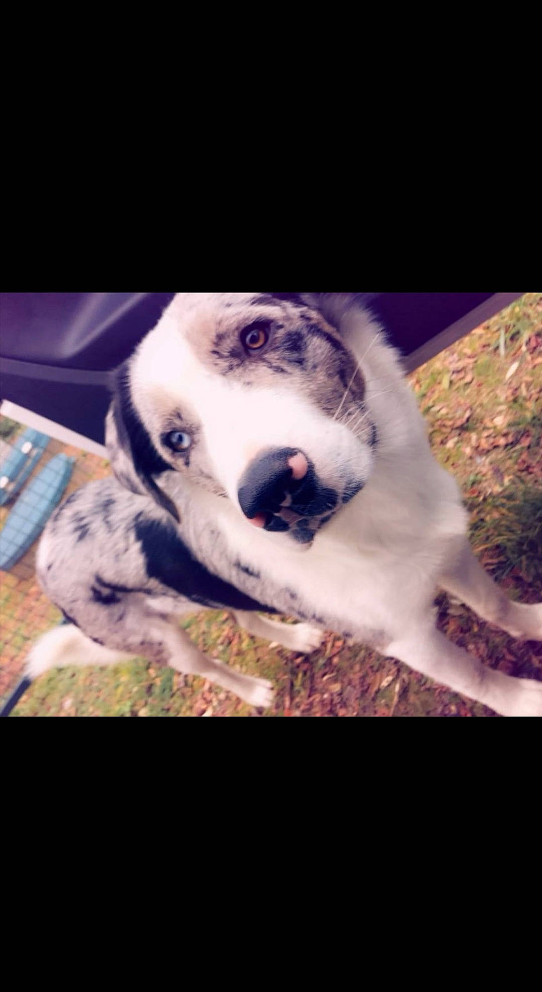 Luky participe au concours pour gagner de l'argent avec cette photo : canidae, carnivore, companion_dog, dog, dog_breed, ear, fur, mammal, nose, puppy, puppy_love, snout, sporting_group