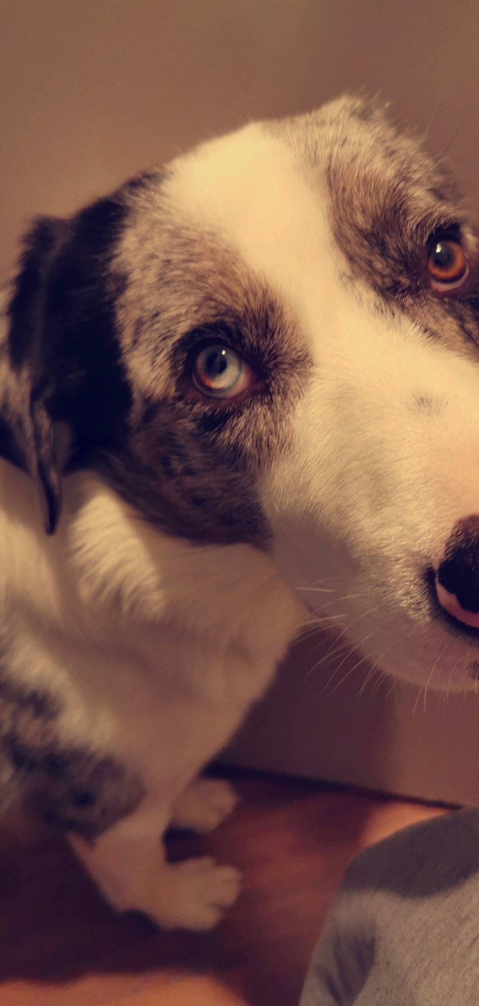 Luky participe au concours pour gagner de l'argent avec cette photo : australian_shepherd, border_collie, canidae, carnivore, close_up, companion_dog, dog, dog_breed, ear, eye, fur, head, mammal, nose, organ, puppy, snout, sporting_group, vertebrate, whiskers