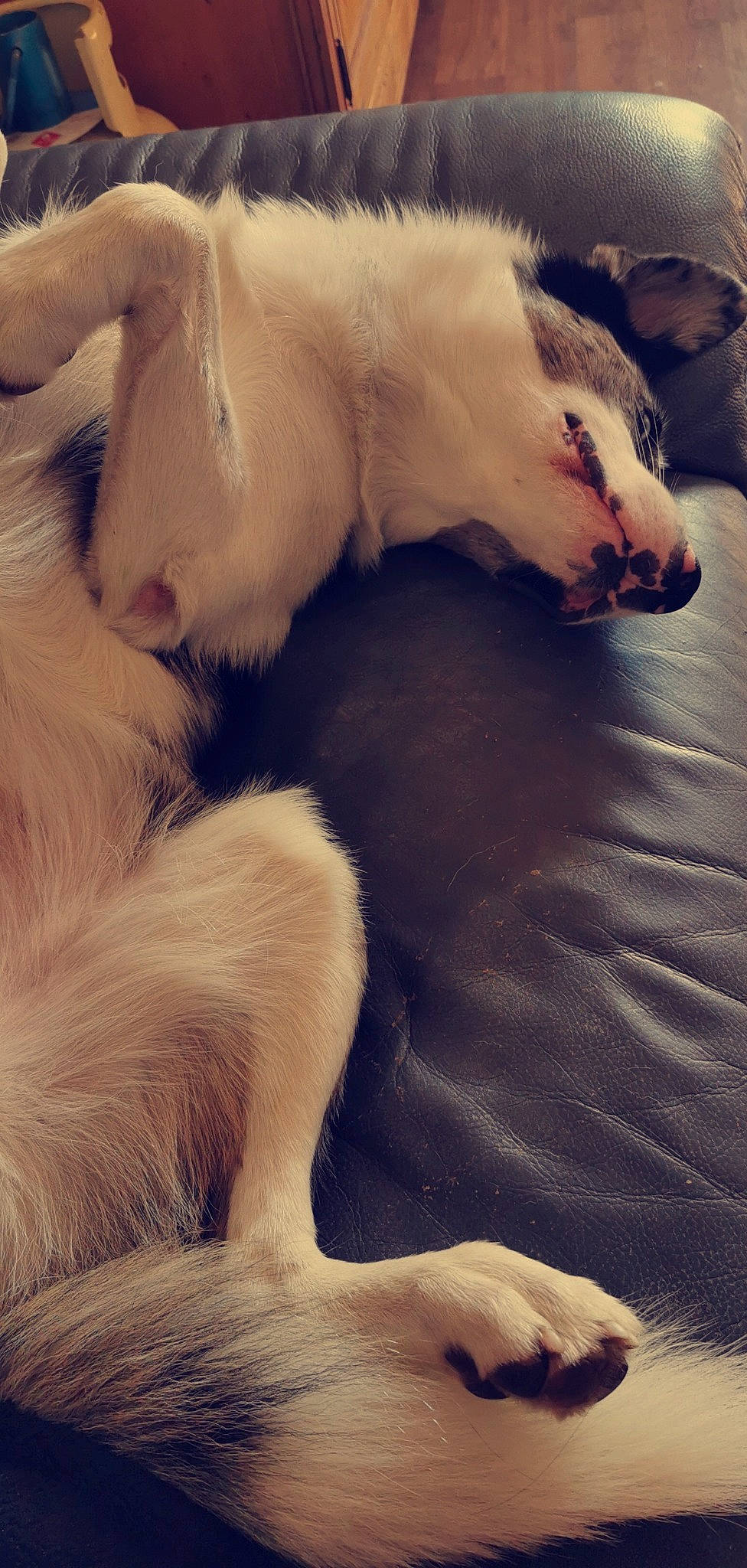 Luky participe au concours pour gagner de l'argent avec cette photo : canidae, carnivore, companion_dog, dog, dog_breed, fur, nap, paw, puppy, puppy_love, silken_windhound, sleep, tail