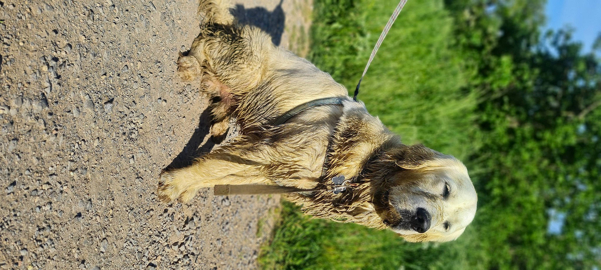 Tasco participe au concours pour gagner de l'argent avec cette photo : bat, canidae, carnivore, collar, dog_breed, fawn, fur, grass, leash, mouse_eared_bat, snout, soil, sporting_group, tail, terrestrial_animal, wildlife