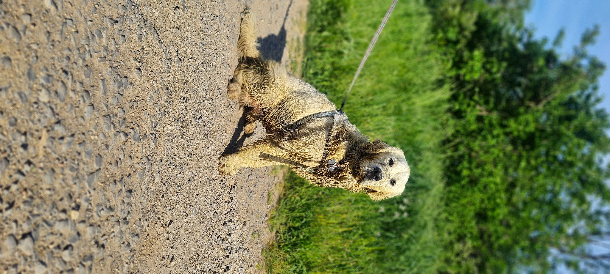 Tasco a rejoint le concours — aidez-le/la à gagner de superbes lots ! art, barn_owl, beak, bird_of_prey, canidae, fawn, fur, grass, great_grey_owl, insect, owl, plant, snout, soil, tail, terrestrial_animal, tree, trunk, wing, wood