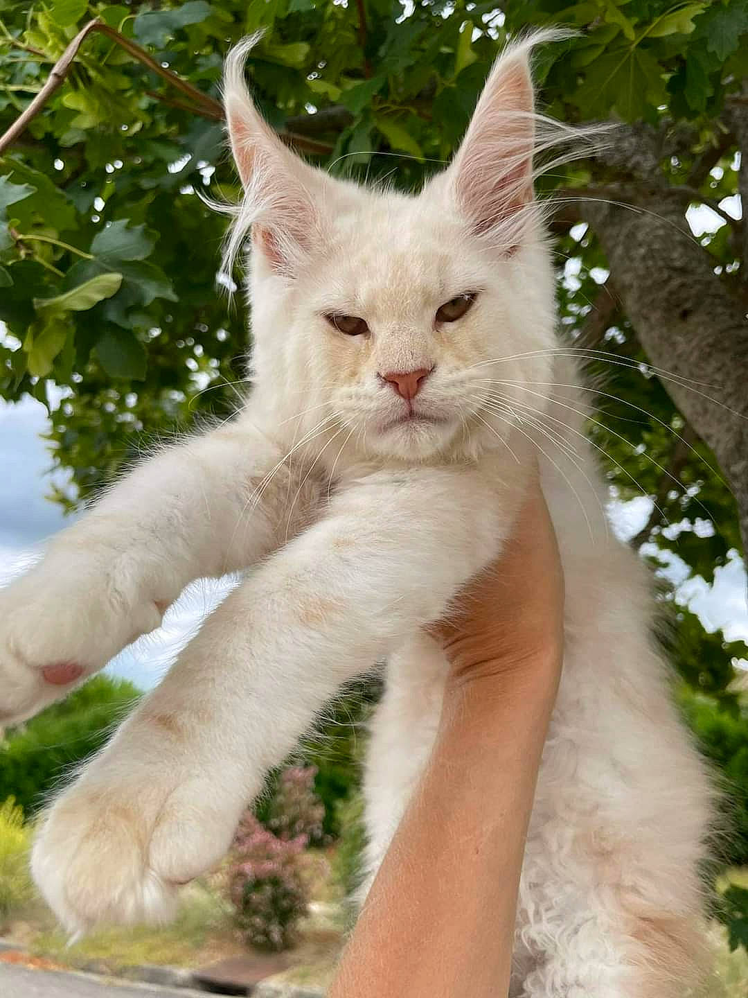 Zouzouille a rejoint le concours — aidez-le/la à gagner de superbes lots ! carnivore, cat, claw, domestic_short_haired_cat, fawn, felidae, fur, gesture, grass, plant, small_to_medium_sized_cats, tail, terrestrial_animal, tree, whiskers