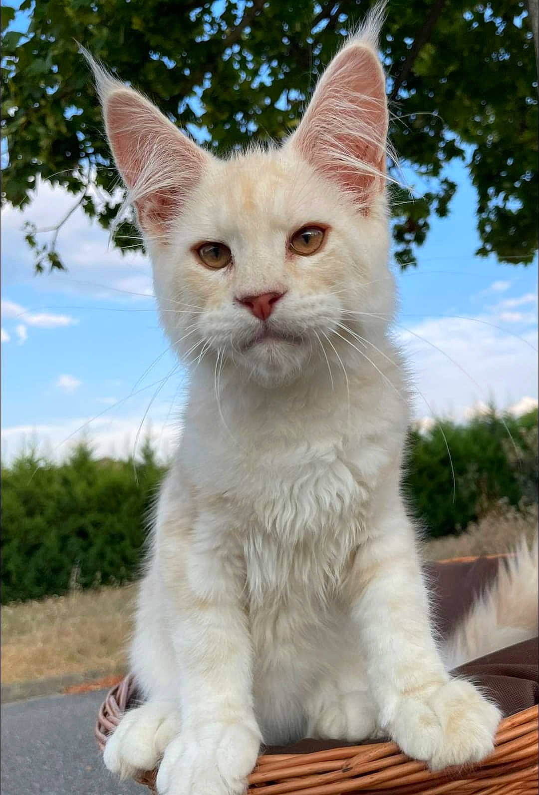 Zouzouille a rejoint le concours — aidez-le/la à gagner de superbes lots ! carnivore, cat, claw, cloud, domestic_short_haired_cat, fawn, felidae, fur, grass, paw, plant, sky, small_to_medium_sized_cats, snout, tail, terrestrial_animal, tree, whiskers