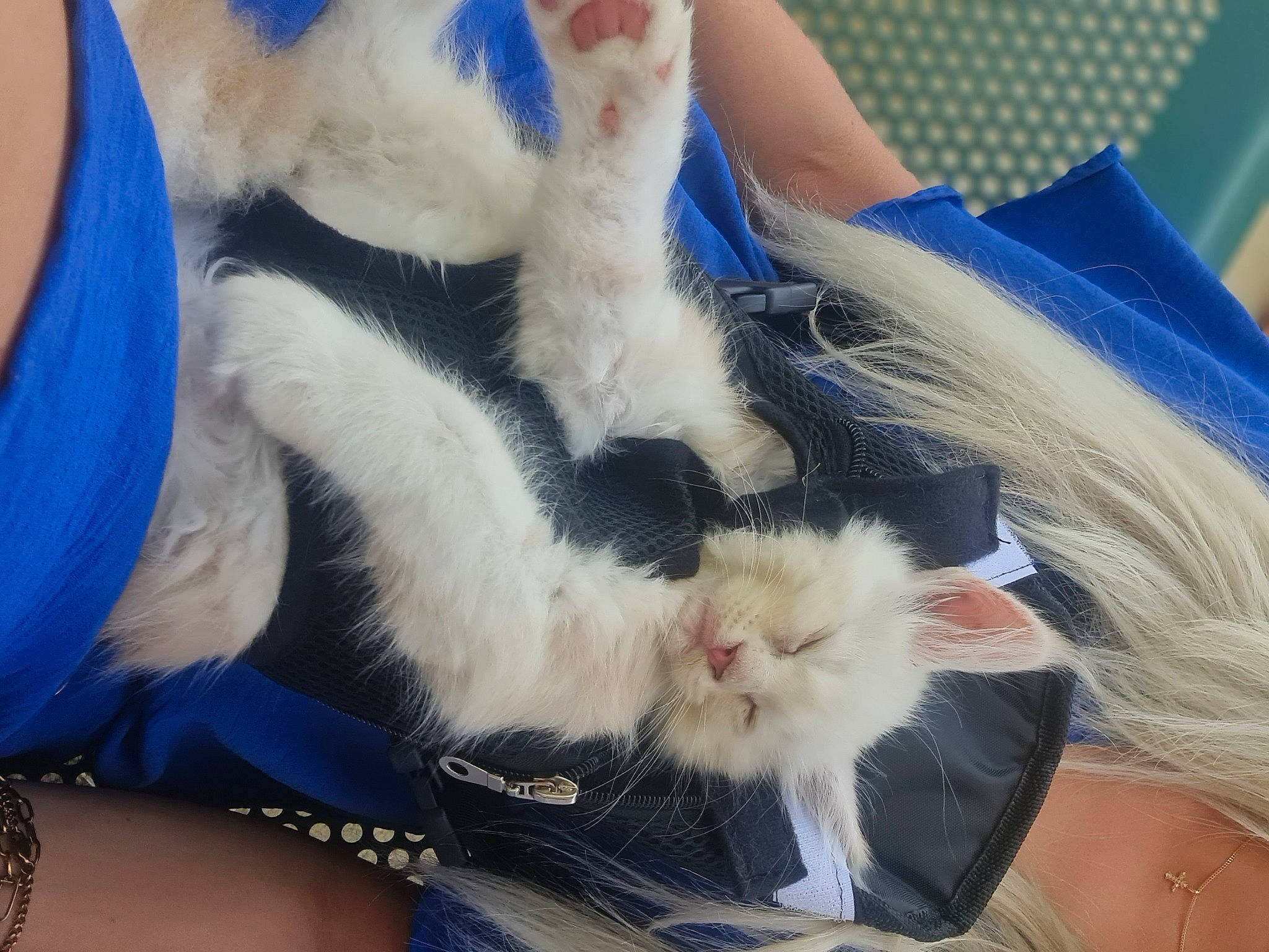 Zouzouille a rejoint le concours — aidez-le/la à gagner de superbes lots ! blue, carnivore, cat, comfort, domestic_short_haired_cat, electric_blue, fawn, felidae, foot, fur, gesture, human_leg, lap, mammal, nail, paw, small_to_medium_sized_cats, snout, tail, whiskers