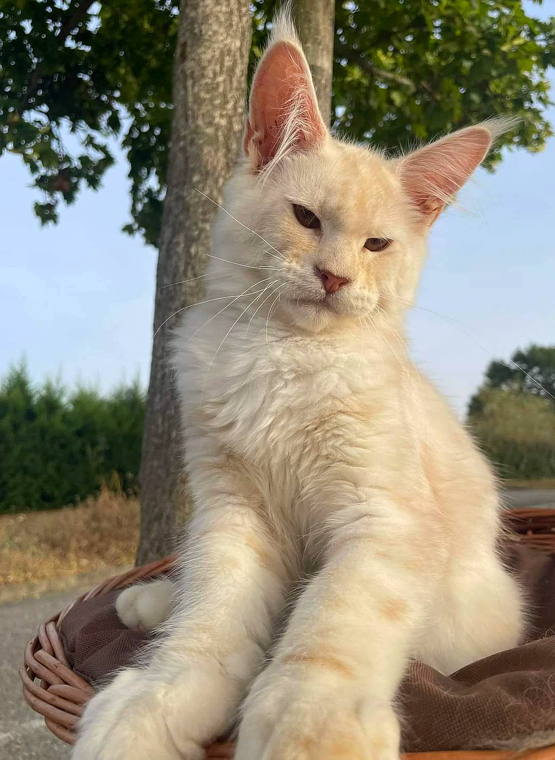 Zouzouille participe au concours pour gagner de l'argent avec cette photo : carnivore, cat, claw, domestic_short_haired_cat, eye, fawn, felidae, fur, gesture, grass, plant, sky, small_to_medium_sized_cats, snout, tail, terrestrial_animal, tree, whiskers